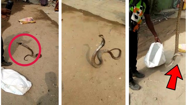 கோவையில் முழுங்கிய பூனையை கக்கும் பாம்பு | Snake Swallows and Then Vomits Whole Pet Cat