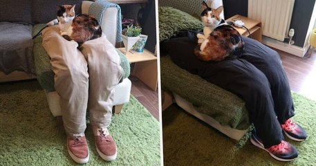 Un couple piège son chat avec de fausses jambes chauffées qui n'y voit que du feu