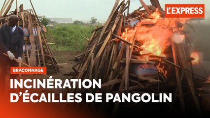 Côte d'Ivoire : 3,5 tonnes d'écailles de pangolin incinérées