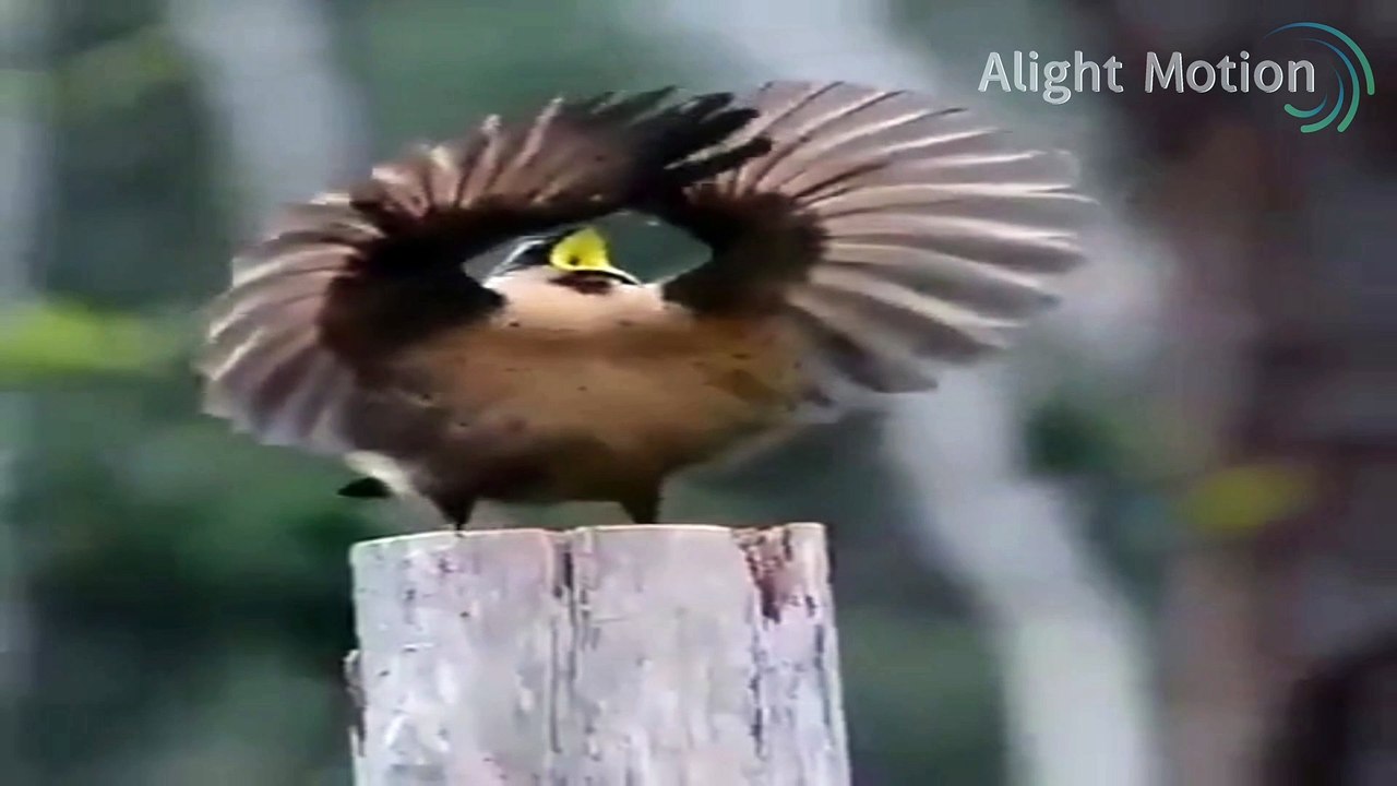What an amazing bird singer