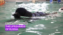 Pets with Professions: The K9 lifeguards who literally doggy paddle