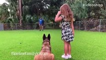 Belgian Malinois- Best Family Guard Dogs- Fine Line Family K-9