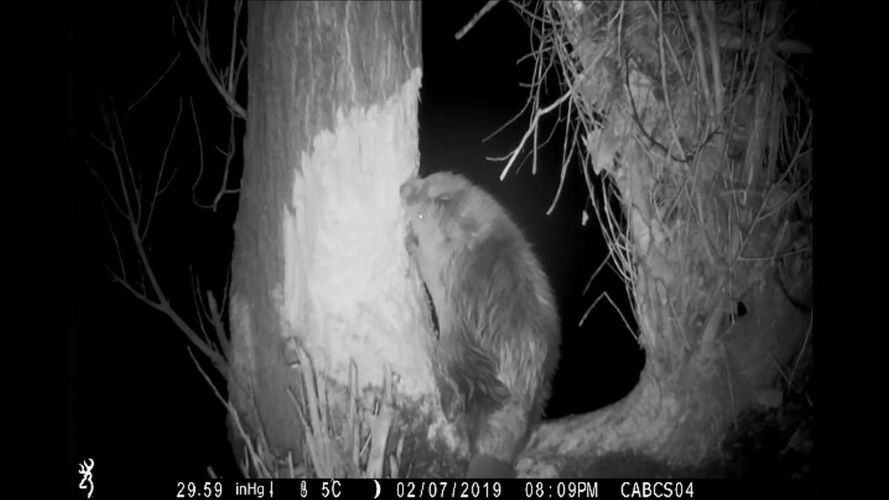 Un castor observé durant la nuit en Côte-d'Or