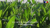 De coopérative à leader européen du maïs pop-corn : l'aventure Nataïs