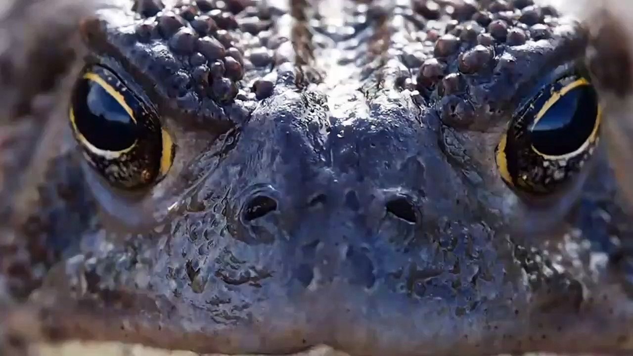 Guess the animal