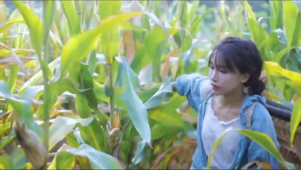 Liziqi TV - Corn Life