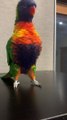 Adorable Rainbow Lorikeet Having a Dance