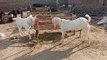 Bakra Entertaining goat fighting ¦¦ Goats jumping In Pakistan Punjab layyah