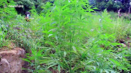 Smokey and the bandits: Indonesian police burn acres of marijuana