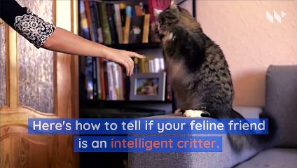 How to Tell If Your Cat Is Smart