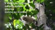 Images rares d'un orang-outan albinos dans la forêt de Bornéo