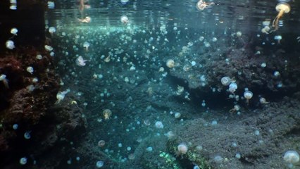 Jellyfish Migration to the Calanques of Marseille