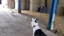 Border Collie and Baby Sheep Have a Blast Playing