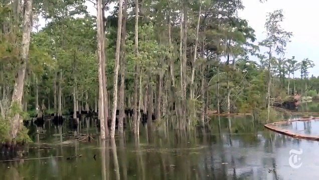 Des arbres disparaissent subitement, avalés par un glissement de terrain