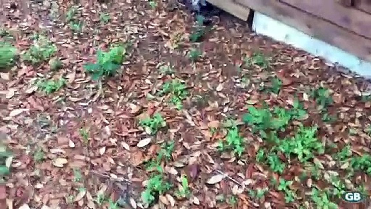 Ces bébés opossums viennent quand on les appelle... Adorable