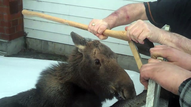Ce jeune élan a les 2 pattes coincées dans la cloture