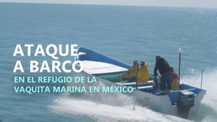 Ataque a barco en el refugio de la vaquita marina en México