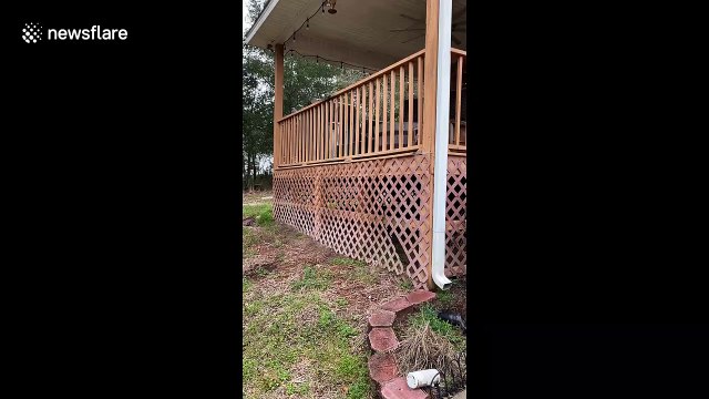 I fits, no I don't fits! Dog in Florida gets stuck between the rails of a wooden fence
