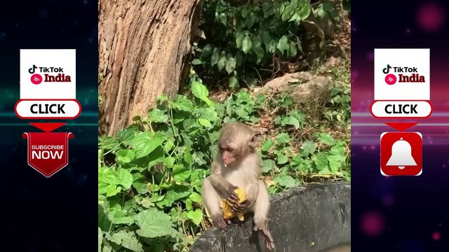 Funny Animals videos - funny monkey videos - funny vines videos - funny videos - funny vines - funny vines fails - funny animals - homeless animals - cats video - cute cats video - baby cats video - dogs video - cute dogs - baby dogs -funny cats - #5