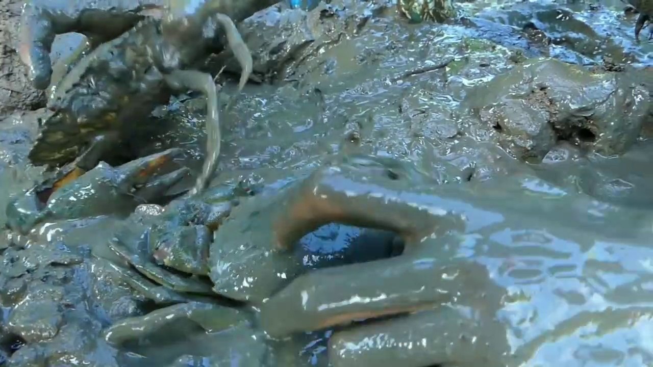 Experiment: Bear Brand and Mentos Catch Big Crabs In Hole By Smart Boy