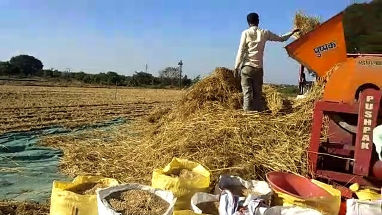 Indian farmer wheat crop