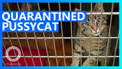 Cat to be deported over coronavirus fears