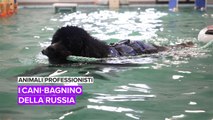 Animali professionisti: i cani-bagnino della Russia