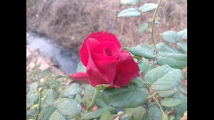 Lovely Red roses