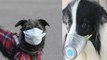 Coronavirus : पालतू कुत्ते को हुआ कोरोना वायरस | Pet dog corona in Hong Kong | Boldsky