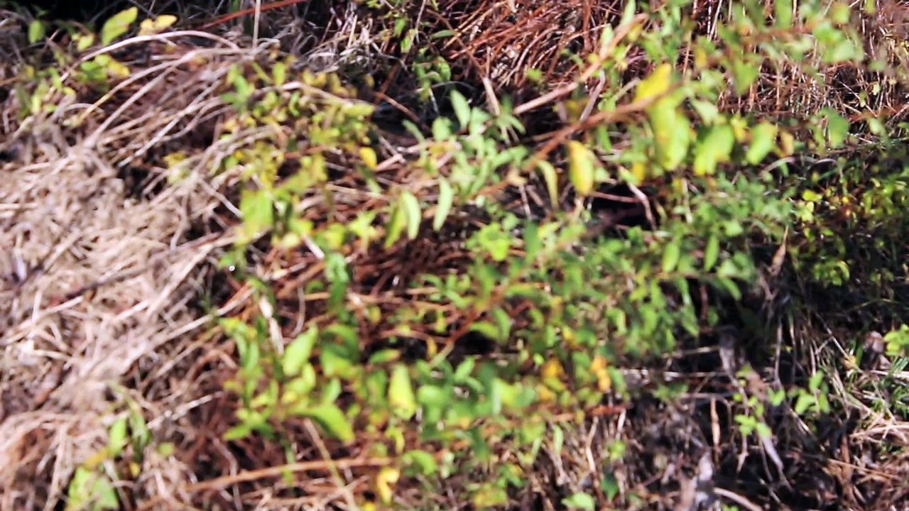 Spirit Sound Pinneberg 2013 Folge 02 /Full Film/Complete Movie/Ganzer Film