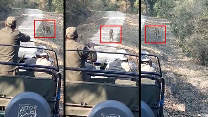 सफारी कार के सामने अचानक जोर-जोर से दहाड़ मारने लगा बाघ तो लोगों ने ड्राइवर से कहा-गाड़ी पीछे घुमाओ