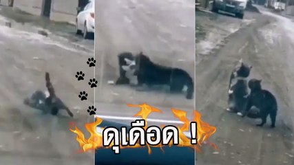 สองเหมียวเปิดศึกไฝว้เดือด กลางถนน... ท่าจบอย่างเฉียบ