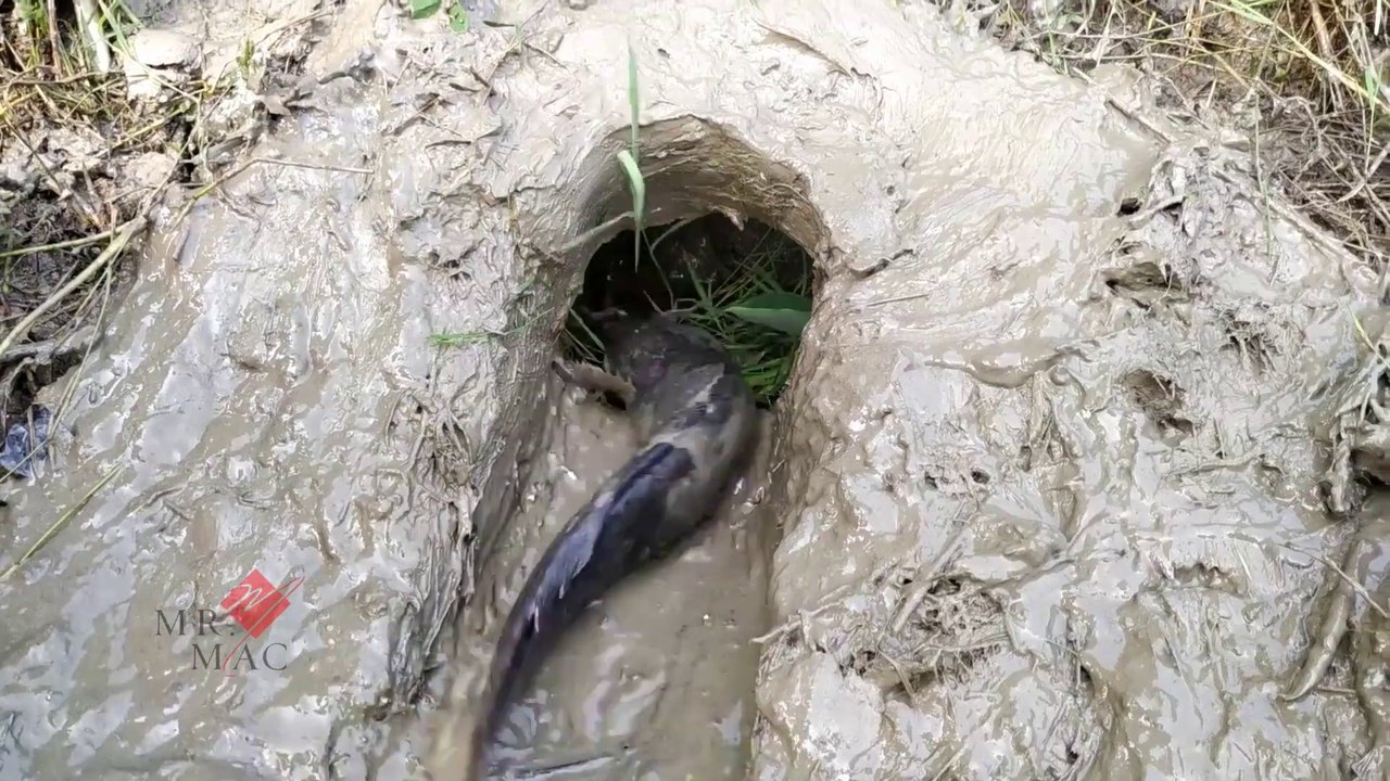 Smart Boy Build Fish Trap And Catch Catfish In Secret Hole - Boy Catching Giant Big Fish In Hole !@@