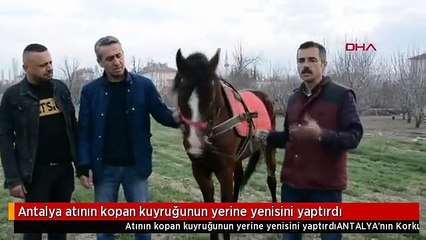 Antalya atının kopan kuyruğunun yerine yenisini yaptırdı