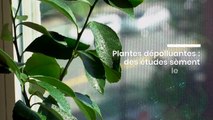 Les plantes peuvent-elles dépolluer l’air intérieur ?