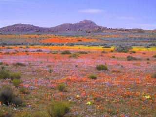 Chaque année, ce désert se transforme en champs de fleurs