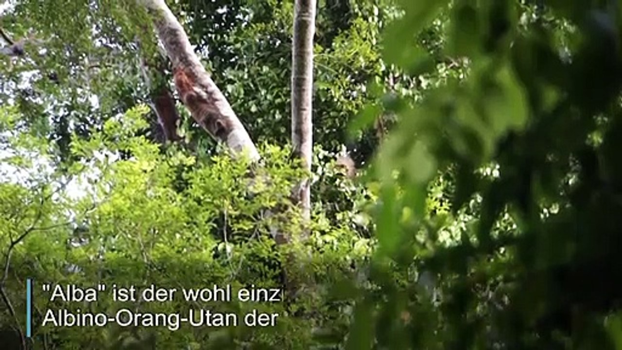 Dem weltweit einzigen Albino-Orang-Utan geht es gut