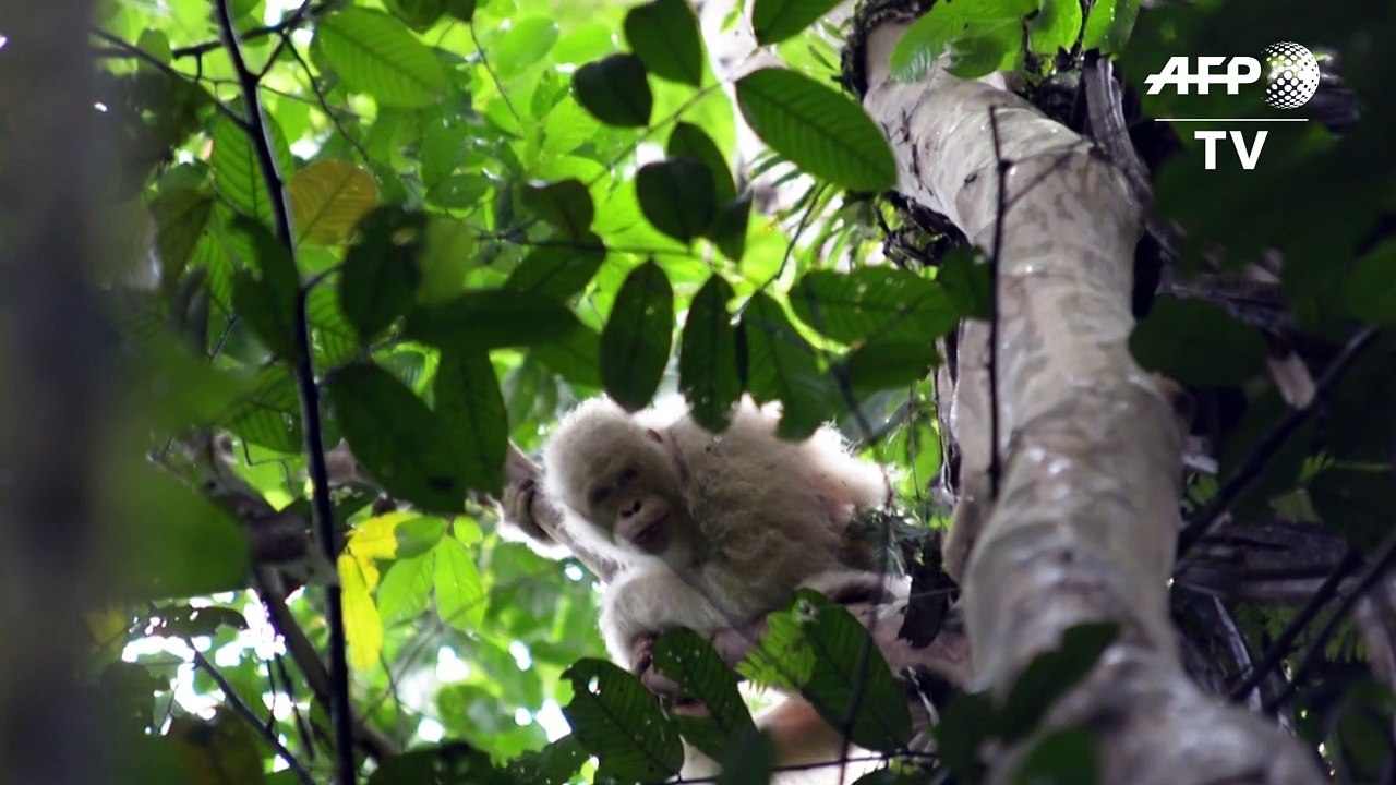 Dem weltweit einzigen Albino-Orang-Utan geht es gut