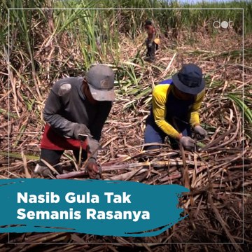 Nasib Gula Tak Semanis Rasanya