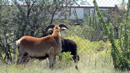 What happens when a young wolf meets a sheep- Learning hunting tactics...