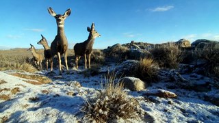A Deer Migration You Have to See to Believe - National Geographic