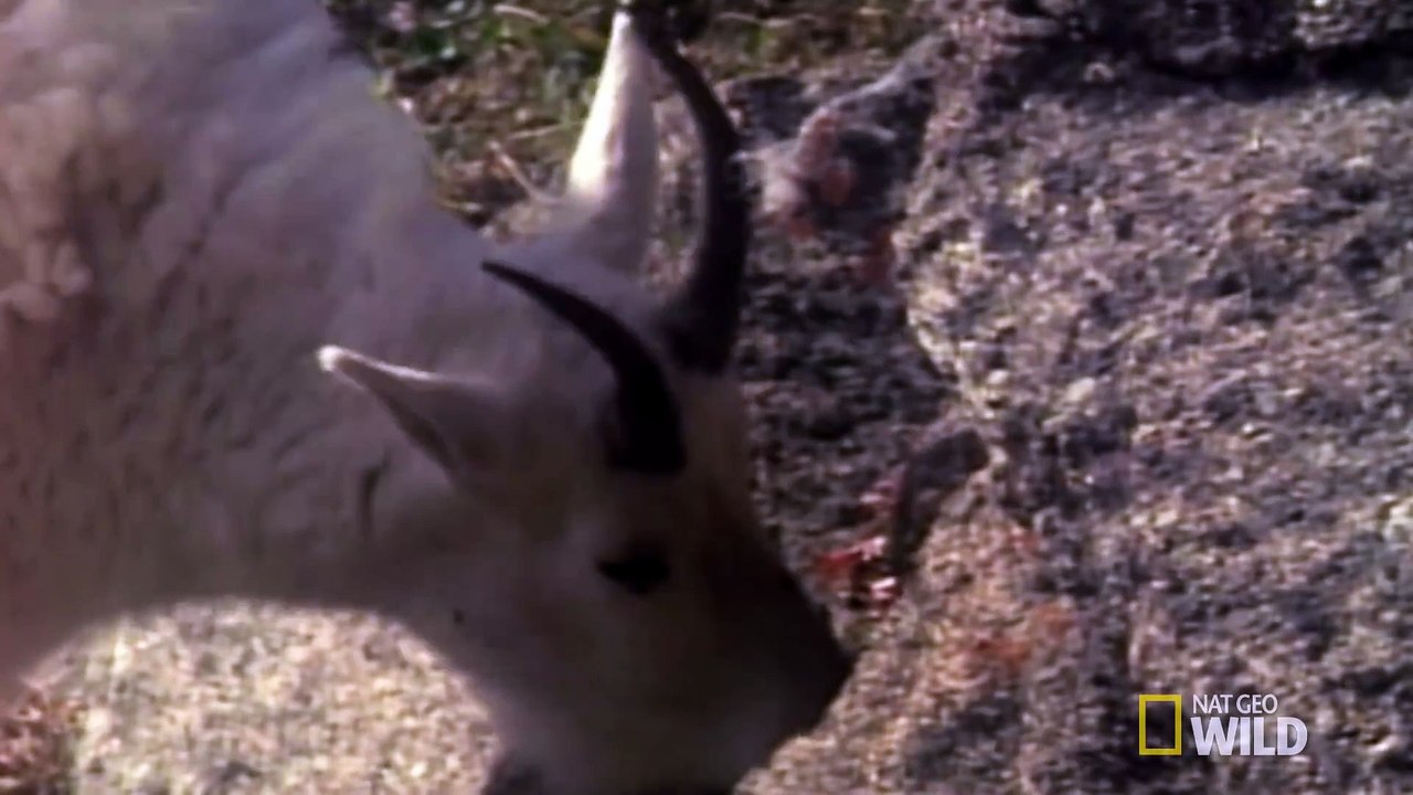 Death Dodging Goat - Big Cat Week