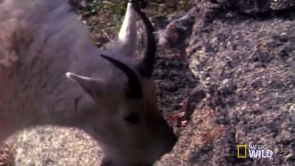 Death Dodging Goat - Big Cat Week