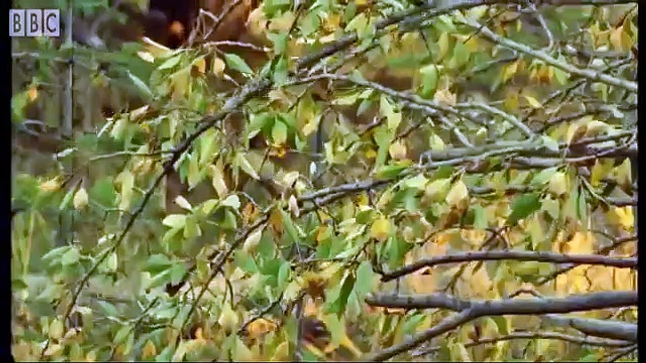 Beaver Lodge Construction Squad - Attenborough - BBC Earth