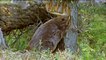 How Beavers Build Dams - Leave it to Beavers - PBS