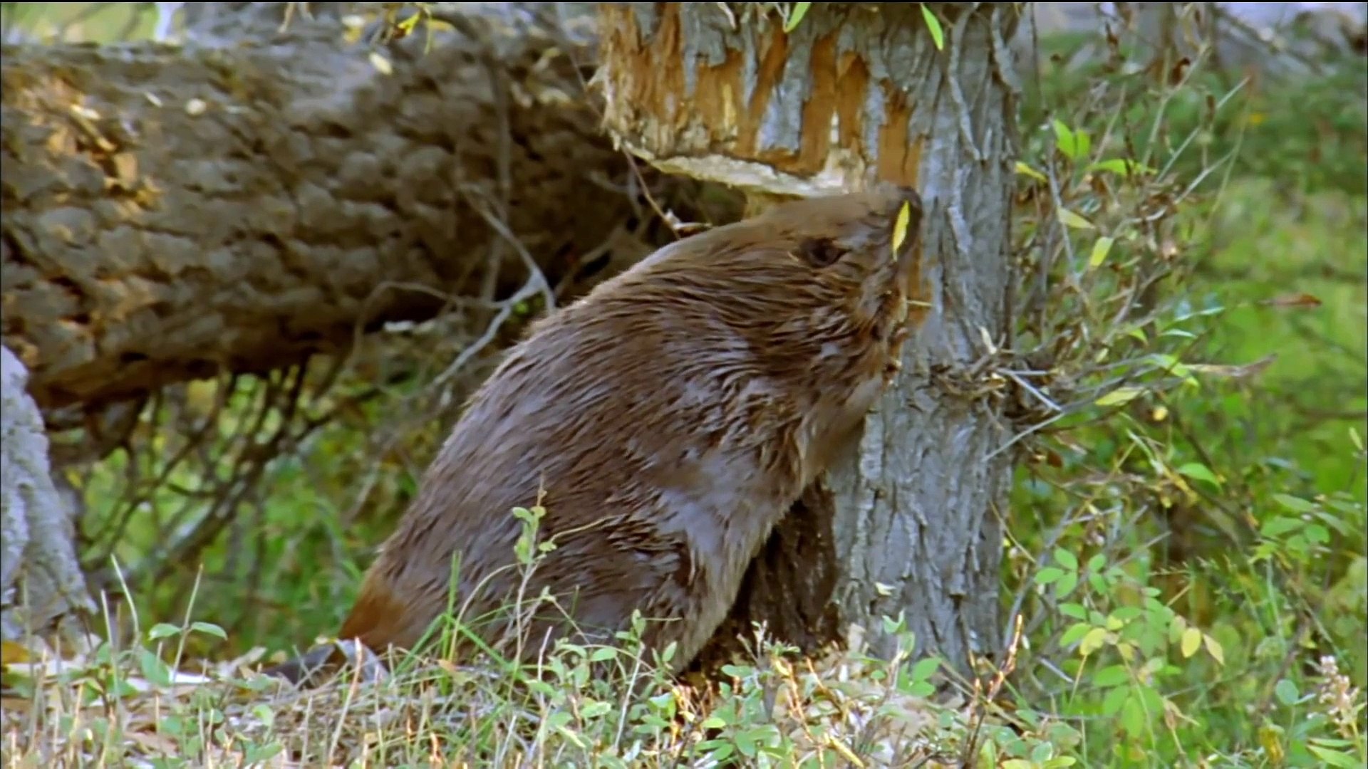⁣How Beavers Build Dams - Leave it to Beavers - PBS