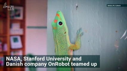 Gecko’s Grippy Toes Inspire Tech for NASA Robots