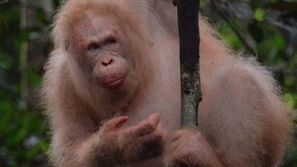 Voici des photos rares d’un orang-outan albinos !