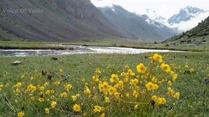 Burushaski Song | Sarzamin-E-Yasin K Nam | Beheshtay Hayan  -- Singer Nizam Udin Nashad