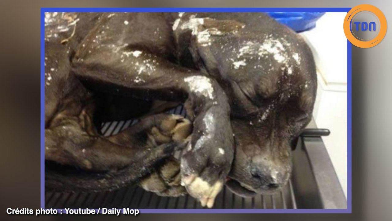 Elle laisse ses chiens dehors  dans le froid, à -22 degrés !